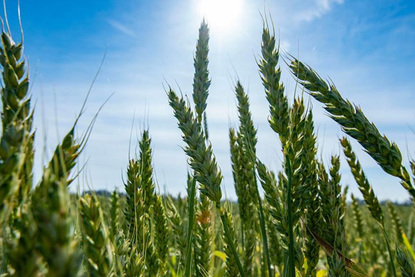 تعاضدية (مامدا) تعلن تعويض فلّاحي المناطق المتضررة شهرين قبل الأجل المحدد لذلك