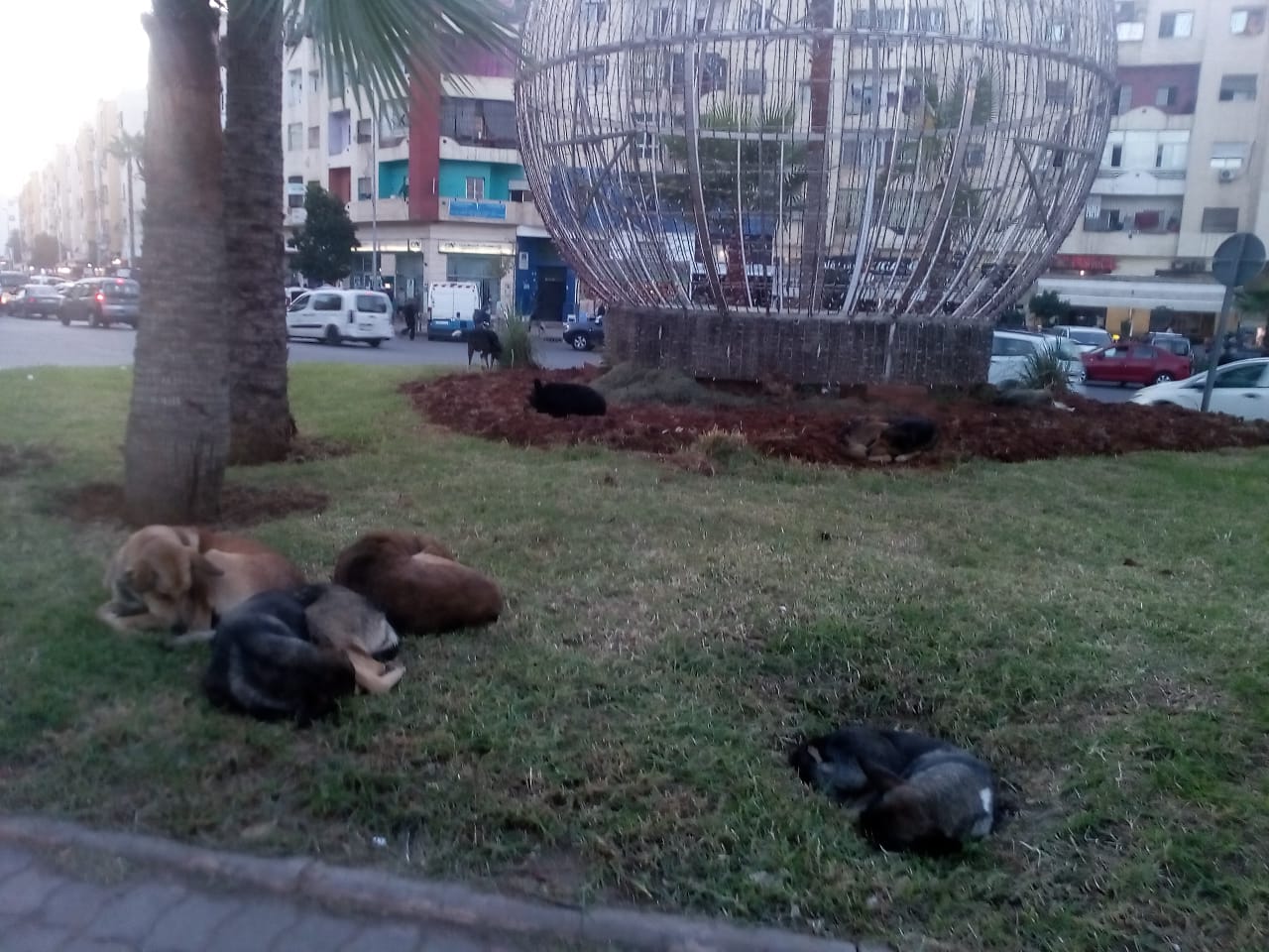 بالصور  : مدارة اليقين  بمنطقة سيدي مومن أصبحت فندقاً للكلاب الضالة