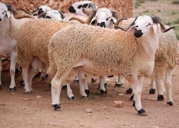 ماذا عن مخالفي قرار عيد الأضحى؟