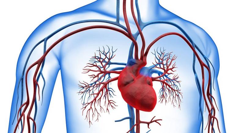 صحتكم كتهمنا: أعراض مرض القلب متى يجب مراجعة الطبيب؟