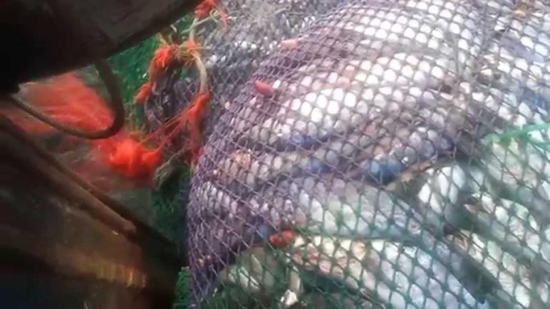 البوليساريو تناور من جديد ضد اتفاق الصيد البحري بين المغرب والاتحاد الأوربي