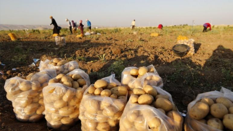 ارتفاع إنتاج البطاطس الموسمية بنسبة 26 في المائة بجهة فاس-مكناس